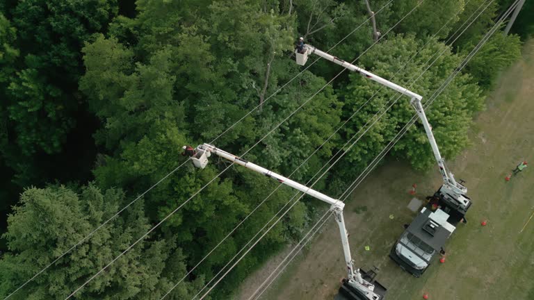 How Our Tree Care Process Works  in  Quanah, TX